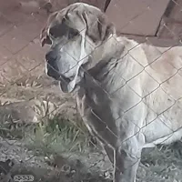 سگ نگهبان نژاد پژدر