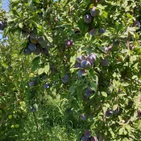 میوه|خوردنی و آشامیدنی|نقده, |دیوار