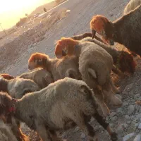 میش بختیاری