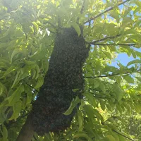 زنبور‌عسل