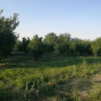 باغچه-جاده-کلانتری-آباجالو