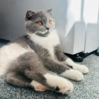گربه لونا