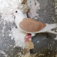 کفتر پشتبال