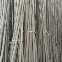 نهال صنوبر و میوه