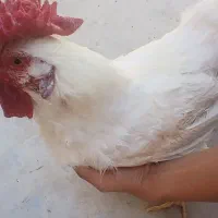 یک عدد خروس به شدت زیبا بزرگ نژاد دار