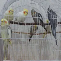 عروس هلندی