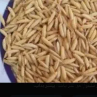 تخم جو هاشمی گرم دانه بلند درجه یک