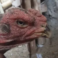 دو عدد مرغ لاری اصیل