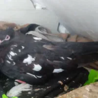 چندعددکفتر