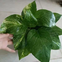فیلندرون لیندا پتوس