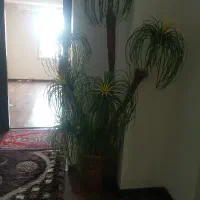 گل نخل سالم