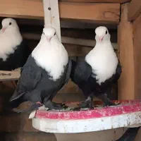 پرنده
