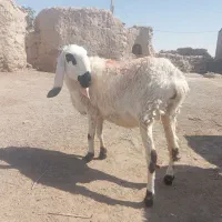 گوسفند آبستن سر مایه