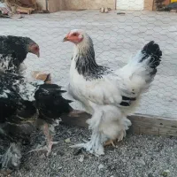 مرغ و خروس برهما