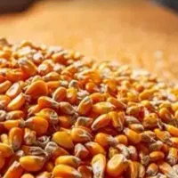 ذرت ،سویا، سبوس