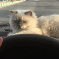 هیمالین بلو چشم ابی