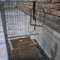 قفس بزرگ عروس هلندی با وسایل