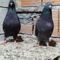 کبوتر دهن‌جور‌ پرشی