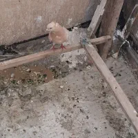 1طق زردی ماده