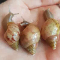 جوجه حلزون فولیکا