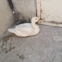 اوردک