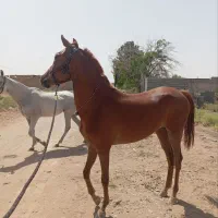 اسب|اسب و تجهیزات اسبسواری|کویرات, |دیوار