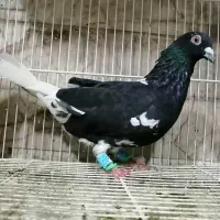 کبوتر سار ابلغ افغانی کله پلنگ