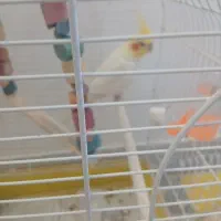 طوطی عروس