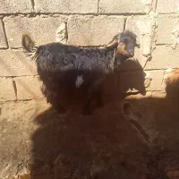 بیگ ماده چاق|حیوانات مزرعه|مسجد سلیمان, |دیوار