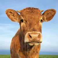 کارگر دامداری