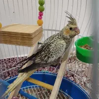 عروس هلندی