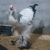 تخم نطفه داربرای جوجه کشی(برهماومرندی ولاری وکردی)