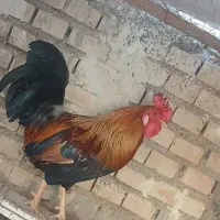 خروش عرب