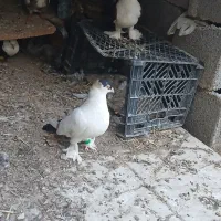 جفت زینتی با نر دوکت