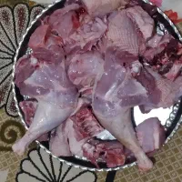 فروش بوقلمون زنده زیر نرخ اتحادیه
