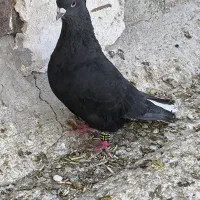 دمسفید کرمانی کاکل