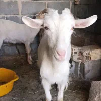 فروش بزسانن