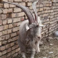 حیوان خانگی