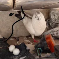 دوجفت کبوتر مفت