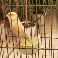 قناری نر ماده گرینچیک و یاسمین