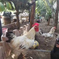 مرغ و خروس محلی یک ساله
