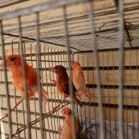 جوجه قناری سرخ و سوخته