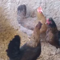 مرغ جوان