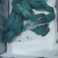 جوجه راهب سرلاکی