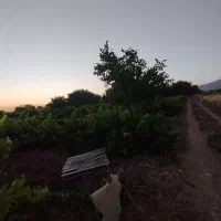 باغ