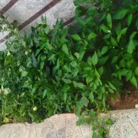 فروش زمین
