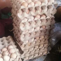 تخم مرغ نطفه دار