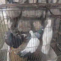 کبوتر تهرانی