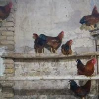 خروس محلی جوان سالم
