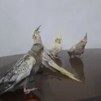 عروس هلندی جوجه